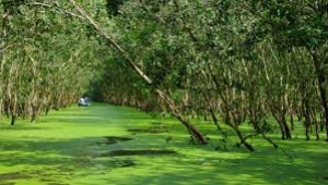 Tra Su Forest in An Giang