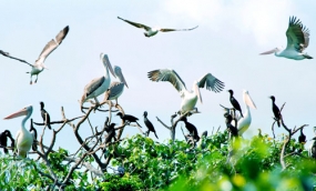 Bird Sanctuary in Bac Lieu