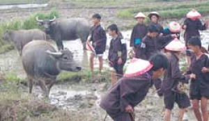 Pastor festival in Danang city